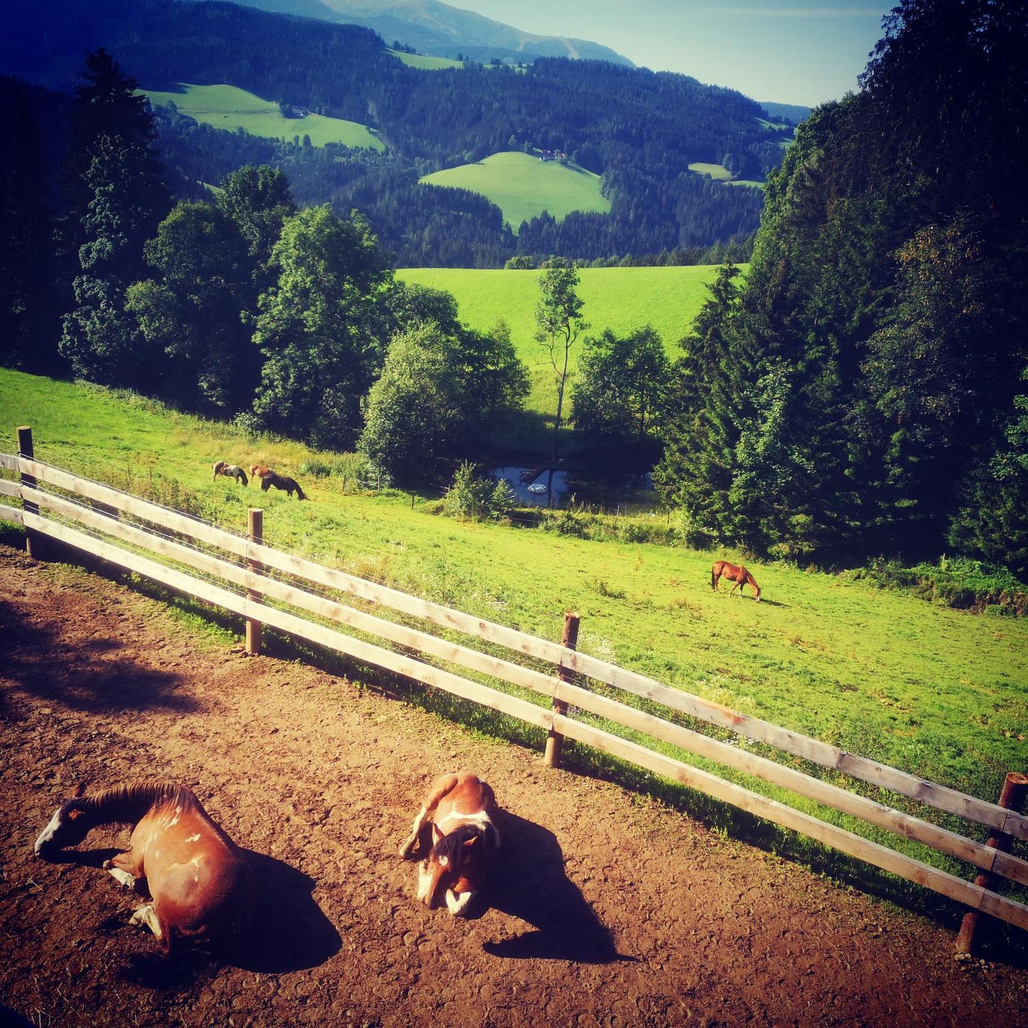 Erlebnisbauernhof Gutschi Ranch Kamp Quarto foto